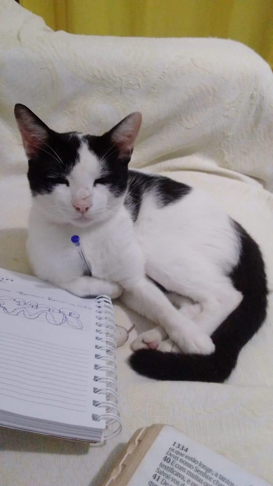 Dunk master e calça  angélical