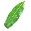 Prancha - Folha de Bananeira