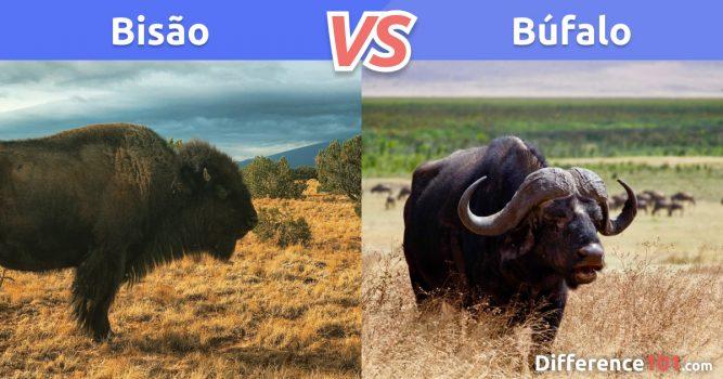 Bison x Buffalo